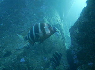 Discover Scuba Diving Gran Canaria Boat Trips 2026