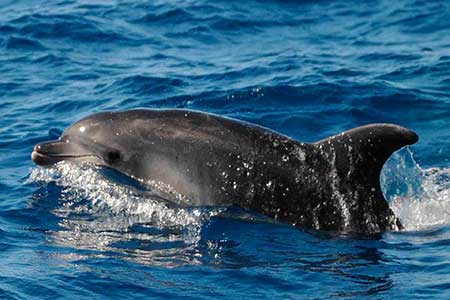 Gui Gui Taxi Boat Excursion Gran Canaria Boat Trips 2026