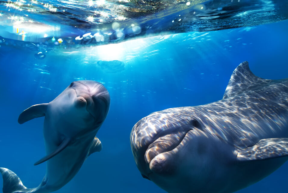 glass bottom boat excursion to see and spot dolphins and whales and other sea species in gran canaria