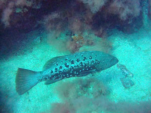 Open Water Advanced Gran Canaria Boat Trips 2026
